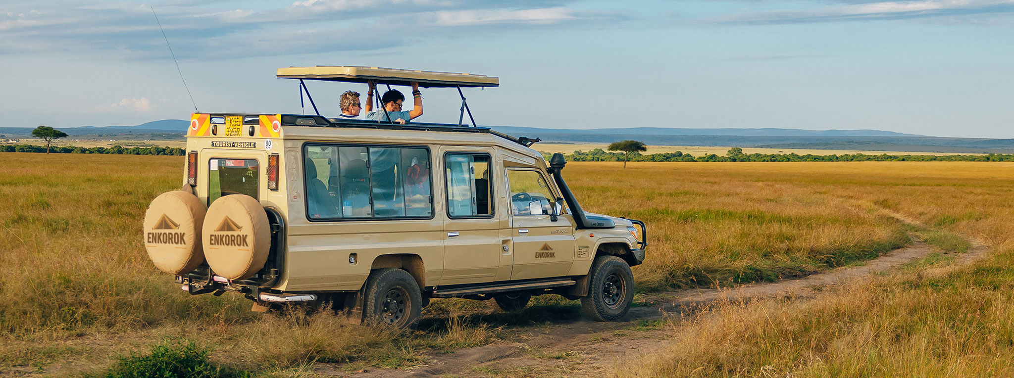 Lioness resting in grass